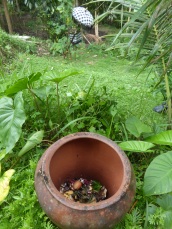 Home compost @ Teges, Bali